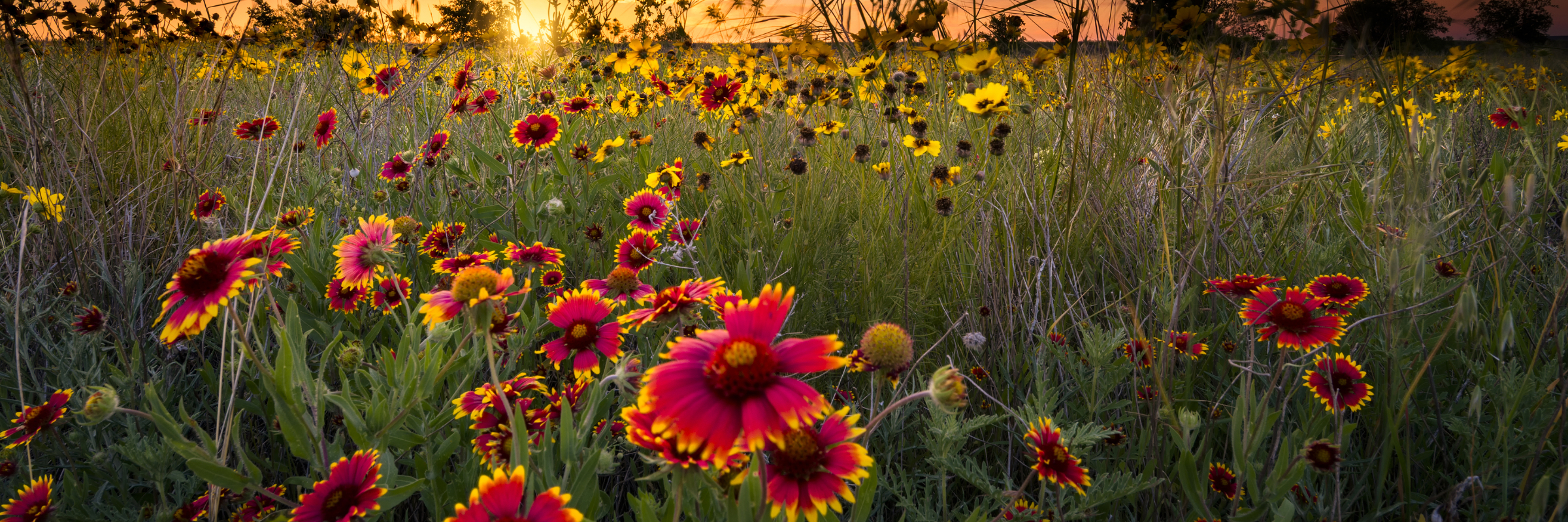 Flowers In A Field At Sunset