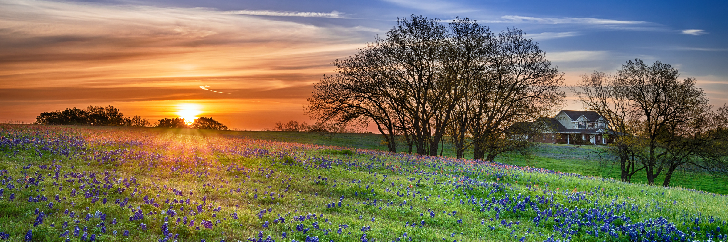 Blue Bonnets In A Field At Sunset